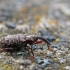 Gluosniastraublis - Dorytomus tremulae | Fotografijos autorius : Agnė Našlėnienė | © Macrogamta.lt | Šis tinklapis priklauso bendruomenei kuri domisi makro fotografija ir fotografuoja gyvąjį makro pasaulį.