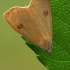 Straw Dot - Rivula sericealis | Fotografijos autorius : Gintautas Steiblys | © Macronature.eu | Macro photography web site