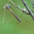 Straw stiltbug - Neides tipularius | Fotografijos autorius : Gintautas Steiblys | © Macronature.eu | Macro photography web site