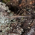 Straw stiltbug - Neides tipularius | Fotografijos autorius : Žilvinas Pūtys | © Macronature.eu | Macro photography web site