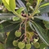 Strawberry Tree - Arbutus unedo | Fotografijos autorius : Gintautas Steiblys | © Macronature.eu | Macro photography web site