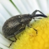 Strawberry-blossom Weevil - Anthonomus rubi | Fotografijos autorius : Vidas Brazauskas | © Macronature.eu | Macro photography web site