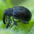 Strawberry-blossom Weevil - Anthonomus rubi | Fotografijos autorius : Žilvinas Pūtys | © Macronature.eu | Macro photography web site