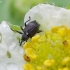 Strawberry-blossom Weevil - Anthonomus rubi | Fotografijos autorius : Romas Ferenca | © Macronature.eu | Macro photography web site