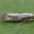 Streaked Ridge-back - Epermenia illigerella | Fotografijos autorius : Žilvinas Pūtys | © Macronature.eu | Macro photography web site