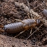 Striped earwig - Forficula lurida ♀, nymph | Fotografijos autorius : Žilvinas Pūtys | © Macronature.eu | Macro photography web site