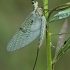 Striped mayfly - Ephemera lineata | Fotografijos autorius : Gintautas Steiblys | © Macronature.eu | Macro photography web site