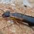 Striped earwig - Forficula lurida, nymph | Fotografijos autorius : Gintautas Steiblys | © Macronature.eu | Macro photography web site