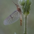 Striped mayfly - Ephemera lineata ♀ | Fotografijos autorius : Žilvinas Pūtys | © Macronature.eu | Macro photography web site