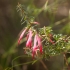 Styphelia tubiflora | Fotografijos autorius : Žilvinas Pūtys | © Macrogamta.lt | Šis tinklapis priklauso bendruomenei kuri domisi makro fotografija ir fotografuoja gyvąjį makro pasaulį.
