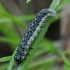 Sulphur pearl - Sitochroa palealis, caterpillar | Fotografijos autorius : Romas Ferenca | © Macronature.eu | Macro photography web site