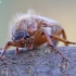 Summer Chafer – Amphimallon solstitiale | Fotografijos autorius : Agnė Našlėnienė | © Macronature.eu | Macro photography web site