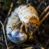 Summer Chafer - Amphimallon solstitiale, larva | Fotografijos autorius : Kazimieras Martinaitis | © Macronature.eu | Macro photography web site