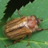 Summer Chafer - Amphimallon solstitiale | Fotografijos autorius : Vidas Brazauskas | © Macronature.eu | Macro photography web site