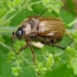 Summer Chafer - Amphimallon solstitiale | Fotografijos autorius : Romas Ferenca | © Macronature.eu | Macro photography web site