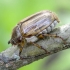 Summer Chafer - Amphimallon solstitiale | Fotografijos autorius : Kazimieras Martinaitis | © Macronature.eu | Macro photography web site