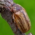 Summer Chafer - Amphimallon solstitiale | Fotografijos autorius : Romas Ferenca | © Macronature.eu | Macro photography web site