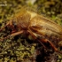 Summer Chafer - Amphimallon solstitiale | Fotografijos autorius : Romas Ferenca | © Macronature.eu | Macro photography web site