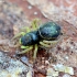 Common Sun-jumper - Heliophanus flavipes | Fotografijos autorius : Kazimieras Martinaitis | © Macronature.eu | Macro photography web site