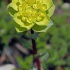 Sun spurge - Euphorbia helioscopia | Fotografijos autorius : Gintautas Steiblys | © Macronature.eu | Macro photography web site