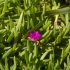 Svaidulis - Carpobrotus glaucescens | Fotografijos autorius : Žilvinas Pūtys | © Macrogamta.lt | Šis tinklapis priklauso bendruomenei kuri domisi makro fotografija ir fotografuoja gyvąjį makro pasaulį.