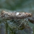 Svogūninė kandis - Acrolepiopsis assectella | Fotografijos autorius : Žilvinas Pūtys | © Macrogamta.lt | Šis tinklapis priklauso bendruomenei kuri domisi makro fotografija ir fotografuoja gyvąjį makro pasaulį.