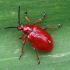 Svogūninis čiuželis - Lilioceris merdigera | Fotografijos autorius : Romas Ferenca | © Macrogamta.lt | Šis tinklapis priklauso bendruomenei kuri domisi makro fotografija ir fotografuoja gyvąjį makro pasaulį.