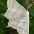 Swallow-tailed moth - Ourapteryx sambucaria  | Fotografijos autorius : Gintautas Steiblys | © Macronature.eu | Macro photography web site