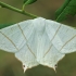 Swallow-tailed moth - Ourapteryx sambucaria | Fotografijos autorius : Gintautas Steiblys | © Macronature.eu | Macro photography web site