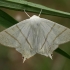 Swallow-tailed moth - Ourapteryx sambucaria | Fotografijos autorius : Gintautas Steiblys | © Macronature.eu | Macro photography web site