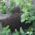 Swarm of Western honey bees (Apis mellifera) | Fotografijos autorius : Algirdas Vilkas | © Macronature.eu | Macro photography web site