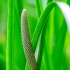 Sweet flag, sway, muskrat root | Acorus calamus | Fotografijos autorius : Darius Baužys | © Macronature.eu | Macro photography web site