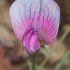 Sweet pea - Lathyrus sp. | Fotografijos autorius : Gintautas Steiblys | © Macronature.eu | Macro photography web site