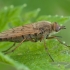 Pentinuotė - Dialineura anilis ♀ | Fotografijos autorius : Žilvinas Pūtys | © Macronature.eu | Macro photography web site