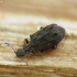 Swollen fungus beetle - Cartodere nodifer | Fotografijos autorius : Vidas Brazauskas | © Macronature.eu | Macro photography web site