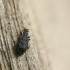 Swollen fungus beetle - Cartodere nodifer | Fotografijos autorius : Vidas Brazauskas | © Macronature.eu | Macro photography web site