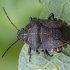 Taškuotoji skydblakė - Rhacognathus punctatus | Fotografijos autorius : Žilvinas Pūtys | © Macrogamta.lt | Šis tinklapis priklauso bendruomenei kuri domisi makro fotografija ir fotografuoja gyvąjį makro pasaulį.