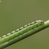 Tabby Brown - Depressaria chaerophylli, caterpillar | Fotografijos autorius : Agnė Našlėnienė | © Macronature.eu | Macro photography web site