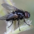 Tachinid Fly - Dufouria chalybeata ♂ | Fotografijos autorius : Žilvinas Pūtys | © Macrogamta.lt | Šis tinklapis priklauso bendruomenei kuri domisi makro fotografija ir fotografuoja gyvąjį makro pasaulį.