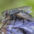 Tachinid Fly - Eriothrix argyreatus ♂ | Fotografijos autorius : Žilvinas Pūtys | © Macronature.eu | Macro photography web site