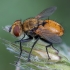 Tachinid fly - Eliozeta helluo ♂ | Fotografijos autorius : Žilvinas Pūtys | © Macronature.eu | Macro photography web site