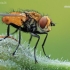 Tachinid fly - Eliozeta helluo | Fotografijos autorius : Arūnas Eismantas | © Macrogamta.lt | Šis tinklapis priklauso bendruomenei kuri domisi makro fotografija ir fotografuoja gyvąjį makro pasaulį.