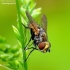 Tachinid fly - Eliozeta pellucens | Fotografijos autorius : Romas Ferenca | © Macronature.eu | Macro photography web site
