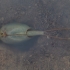 European tadpole shrimp - Triops cancriformis | Fotografijos autorius : Zita Gasiūnaitė | © Macronature.eu | Macro photography web site