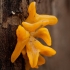 Tampriagrybis - Calocera furcata | Fotografijos autorius : Žilvinas Pūtys | © Macrogamta.lt | Šis tinklapis priklauso bendruomenei kuri domisi makro fotografija ir fotografuoja gyvąjį makro pasaulį.