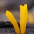 Tampriagrybis - Calocera furcata | Fotografijos autorius : Žilvinas Pūtys | © Macrogamta.lt | Šis tinklapis priklauso bendruomenei kuri domisi makro fotografija ir fotografuoja gyvąjį makro pasaulį.