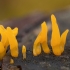 Tampriagrybis - Calocera furcata | Fotografijos autorius : Žilvinas Pūtys | © Macrogamta.lt | Šis tinklapis priklauso bendruomenei kuri domisi makro fotografija ir fotografuoja gyvąjį makro pasaulį.