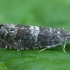 Tamsioji pamenė - Pammene obscurana | Fotografijos autorius : Žilvinas Pūtys | © Macrogamta.lt | Šis tinklapis priklauso bendruomenei kuri domisi makro fotografija ir fotografuoja gyvąjį makro pasaulį.