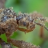 Tamsioji plėšriablakė - Reduvius personatus, nimfa | Fotografijos autorius : Žilvinas Pūtys | © Macrogamta.lt | Šis tinklapis priklauso bendruomenei kuri domisi makro fotografija ir fotografuoja gyvąjį makro pasaulį.