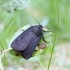 Tamsusis pelėdgalvis - Amphipyra livida | Fotografijos autorius : Vytautas Tamutis | © Macrogamta.lt | Šis tinklapis priklauso bendruomenei kuri domisi makro fotografija ir fotografuoja gyvąjį makro pasaulį.